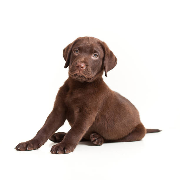 istock Labrador retriever puppy on white 931449532