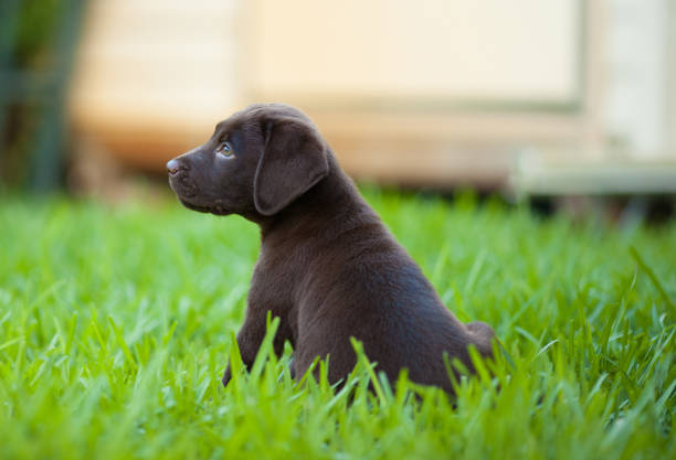 istock Labrador retriever puppy 931449546