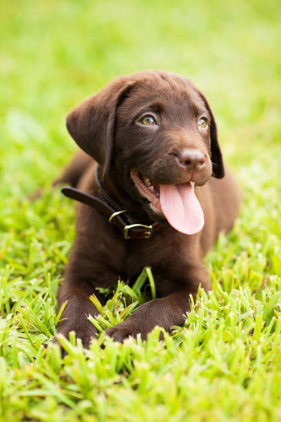 istock Labrador retriever puppy 931449796