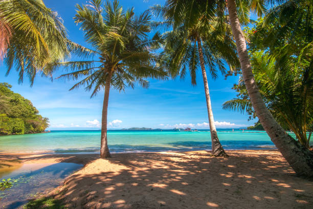 istock Sunset Beach with palm trees and beautiful sky at Trat in Thailand 931449982