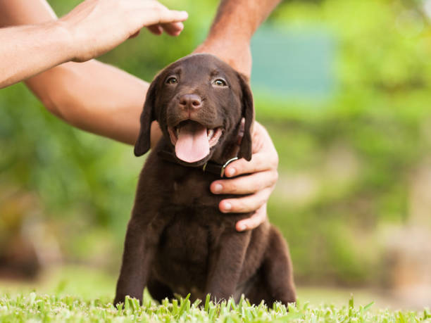 istock Hands caressing a labrador retriever puppy 931449986