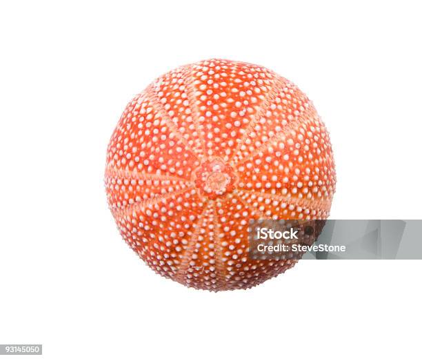 Sea Urchin Isolated On White Stock Photo - Download Image Now - Sea Urchin, White Background, Animal