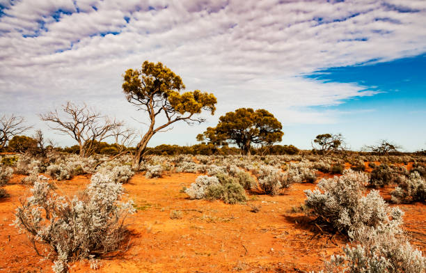 istock The Australian desert, the outback 931453066