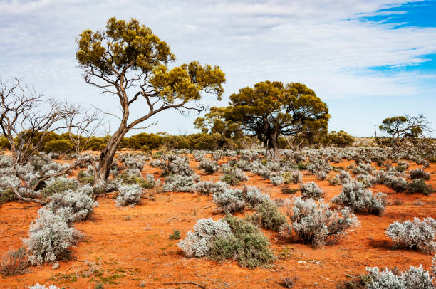 istock The Australian desert, the outback 931453196
