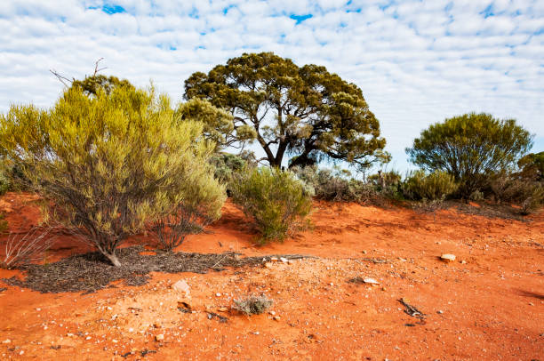 istock The Australian desert, the outback 931453464