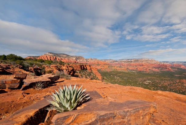 Agave Plant and Red Rock Greater Sedona and the Verde Valley are areas of uncommon beauty and diversity in the desert of Northern Arizona. It is known for its wide-open vistas, red-rock buttes, steep wooded canyons, pine forests and riparian corridors. Nearby Oak Creek, West Fork and the Verde River provide cool green shade in the spring and summer and a kaleidoscope of color in the fall. Much of this region is within the Coconino National Forest which includes several designated national wilderness areas. This scene of Fay Canyon and an agave plant was photographed from Doe Mountain in the Coconino National Forest near Sedona, Arizona, USA. jeff goulden sedona stock pictures, royalty-free photos & images