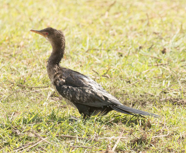 Reed Cormorant Cormorant on the grass. phalacrocorax africanus stock pictures, royalty-free photos & images