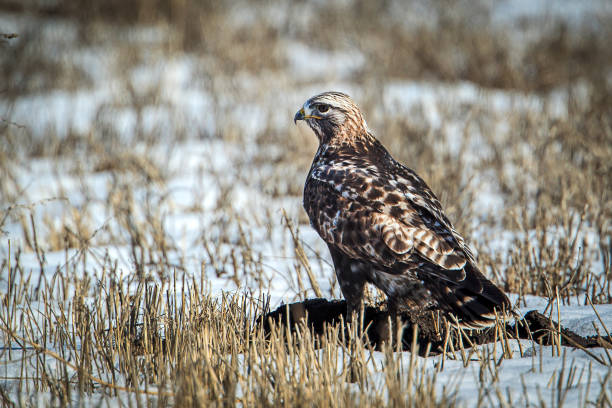 majestic rough legged hawk on snowy field. - rough legged hawk bird of prey hawk animals in the wild imagens e fotografias de stock