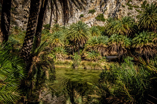 The forest of palms, Riverside palm-groves at Preveli Beach, River Megalopotamos (Kourtaliotis), Preveli Gorge, Crete, Greece