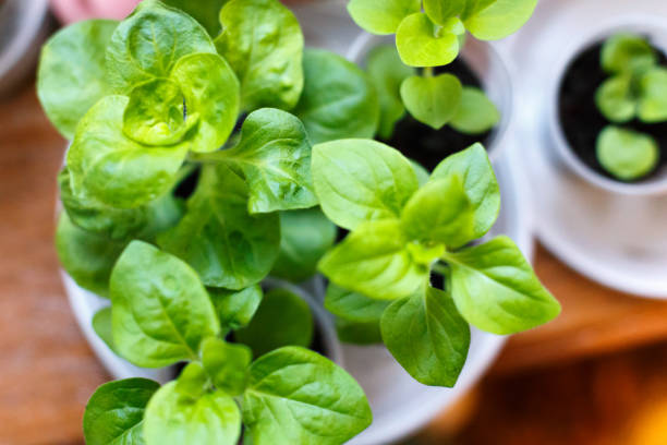 istock Petunia flower seedling in plastic pots 931458328