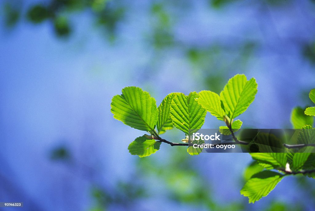 Молодые листья - Стоковые фото Без людей роялти-фри