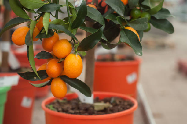 istock kumquat tree in orange pot in a green house 931464608
