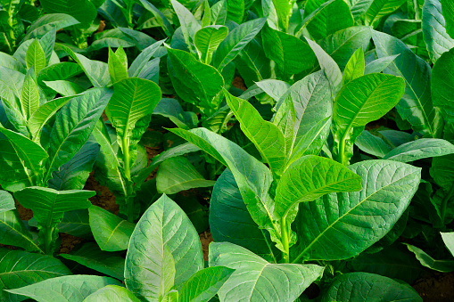 Tobacco fields in Viales, Cuba