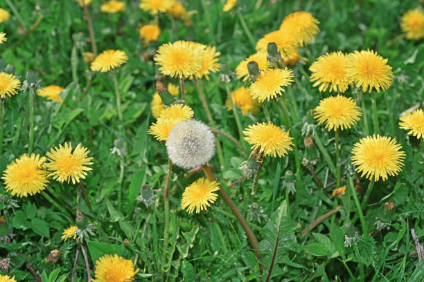 istock Field with dandelions. The first spring flowers. 931465038