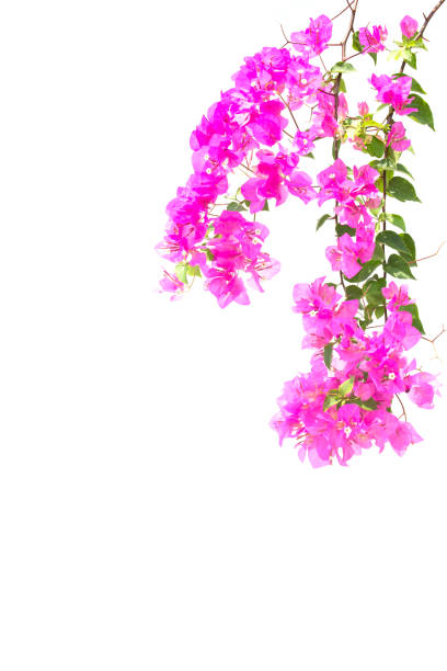 istock bougainvilleas isolated on white background. Paper flower . 931465372