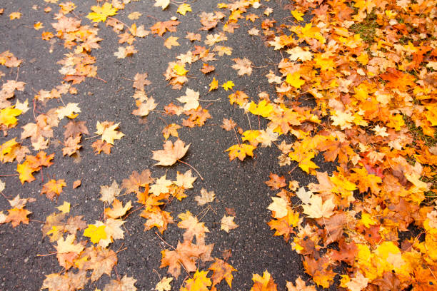 Red, yellow and orange autumn leaves fall on asphalt background