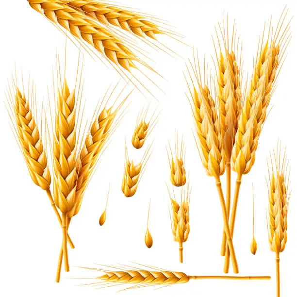 Vector illustration of Realistic bunch of wheat, oats or barley isolated on white background. Vector set of wheat ears. Grains of cereals. Harvest, agriculture or bakery theme. Natural ingredient element. 3d illustration