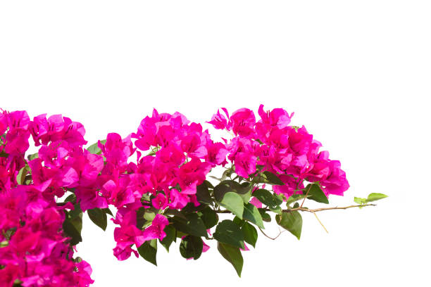 istock bougainvilleas isolated on white background. Paper flower . 931466104