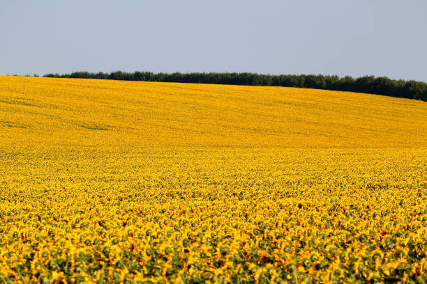 istock Rows of sunflowers in a field as background, beautiful summer landscape. Textured effect 931466310