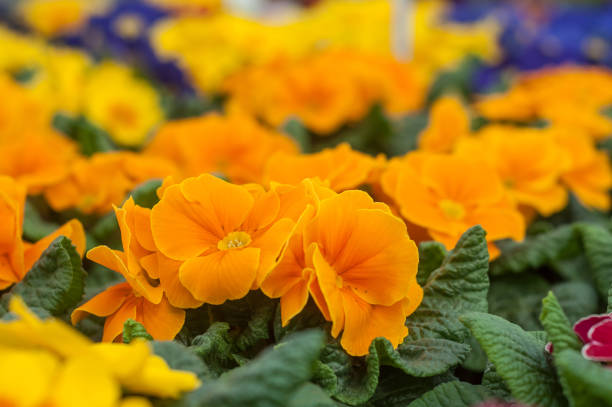closeup of orange primrose in a greenhouse