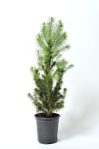 istock A beautiful and small spruce in a pot, new branches have grown 931466806
