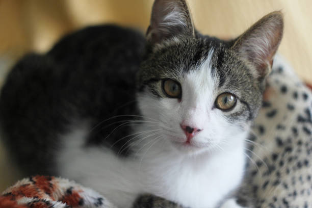 istock Gray and white kitty is sitting at home 931466954