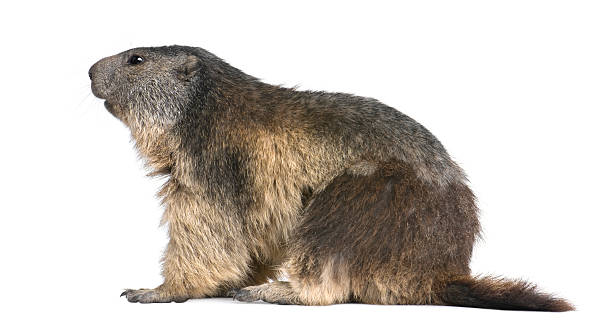 alpine marmot 4 years old) - groundhog stok fotoğraflar ve resimler