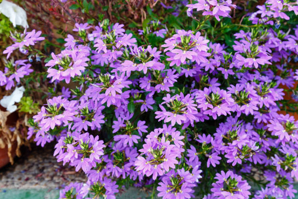 istock Blue-purple summer flowerbed 931469806