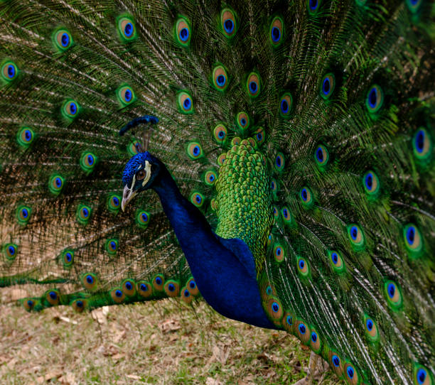 istock Portrait of Peacock 931470080