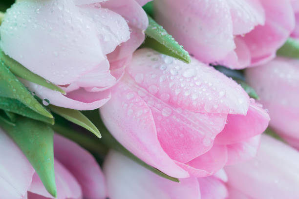 istock Pink tulips with dew close-up. Spring flowers, abstract romantic floral background 931470360
