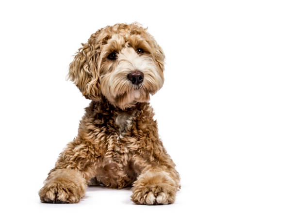 istock Golden Labradoodle laying down with closed mouth and looking sideways  isolated on white background 931470540