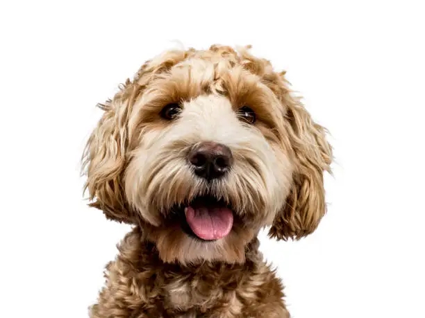 Photo of Head shot of golden Labradoodle with open mouth and looking straight at camera isolated on white background