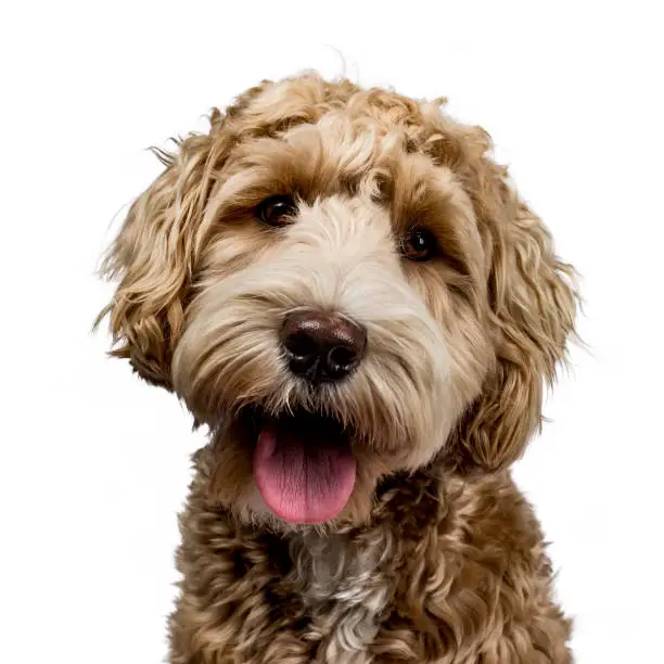 Photo of Head shot of golden Labradoodle with open mouth, looking straight at camera isolated on white background