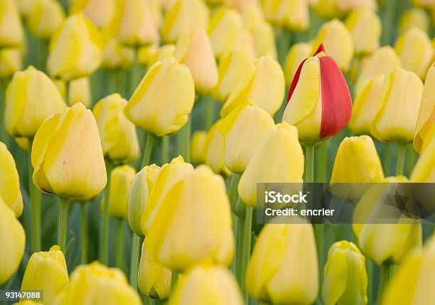 Einzigartig Sein Stockfoto und mehr Bilder von April - April, Blume, Blumenbeet