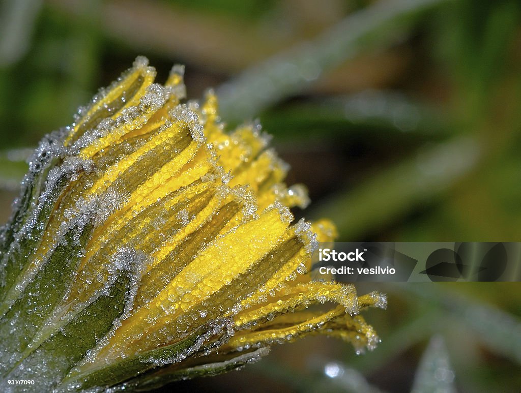 Frosty Dente-de-leão - Royalty-free Dente-de-leão Foto de stock