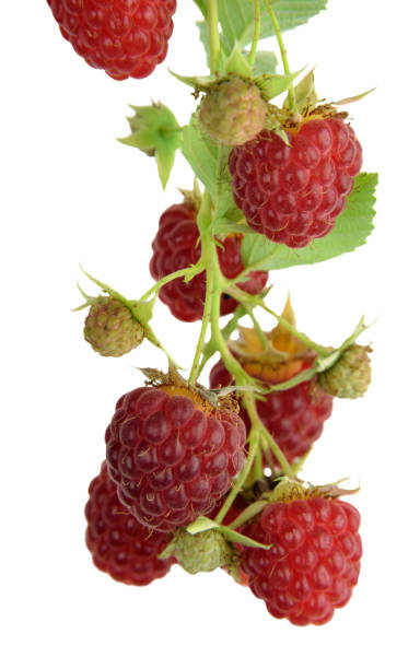 istock Organic raspberries on bush . Growing berries closeup.  isolated 931472870
