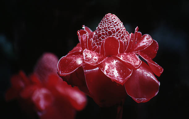 red rose de porcelaine fleur, hawaï - torch ginger photos et images de collection