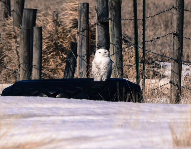 istock Snowy Owl Winter Season 931473176