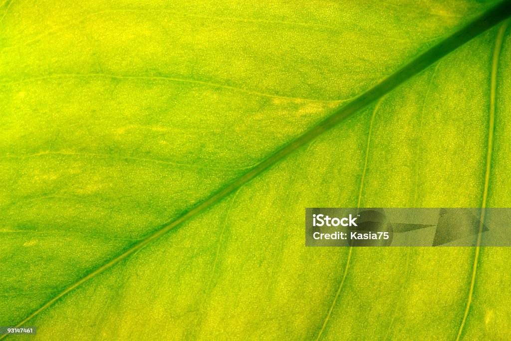 leaf closeup green/yellow leaf closeup Abstract Stock Photo