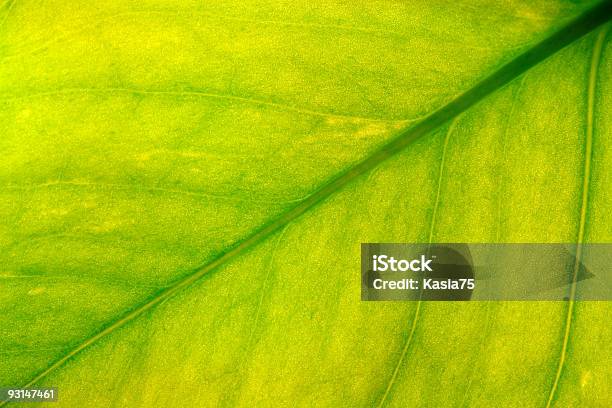 Leaf Closeup Stock Photo - Download Image Now - Abstract, Agriculture, Backgrounds