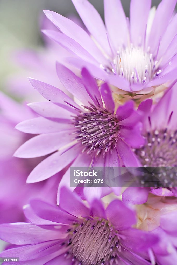 Nieśmiertelnika. Trwałai niezawodna kwiat. Helychrysum ogrodowe. - Zbiór zdjęć royalty-free (Bez ludzi)
