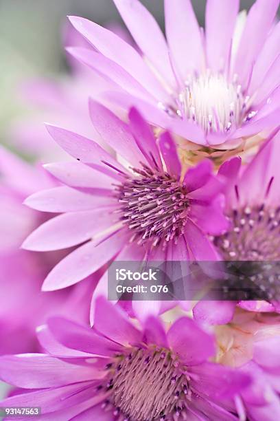 Nieśmiertelnika Trwałai Niezawodna Kwiat Helychrysum Ogrodowe - zdjęcia stockowe i więcej obrazów Bez ludzi
