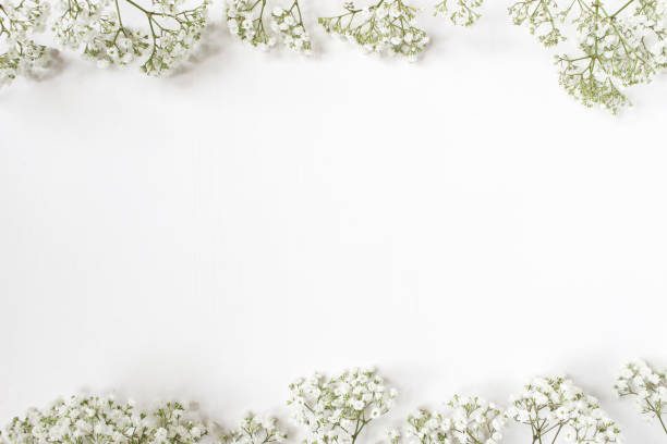 styled stock photo. feminine wedding desktop with baby's breath gypsophila flowers on white background. empty space. floral frame, web banner. top view. picture for blog or social media - flower white imagens e fotografias de stock