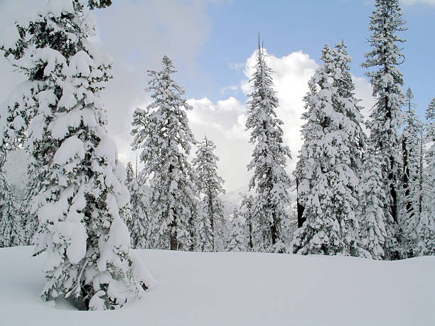 Schneebedeckte Bäume – Foto