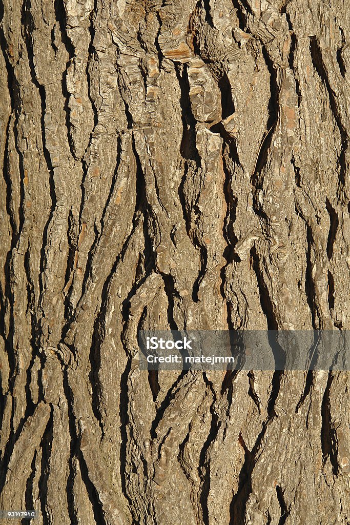Sosna tree Struktura - Zbiór zdjęć royalty-free (Bliskie zbliżenie)