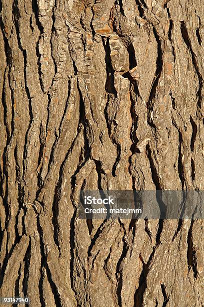 Sosna Tree Struktura - zdjęcia stockowe i więcej obrazów Bliskie zbliżenie - Bliskie zbliżenie, Botanika, Brązowy