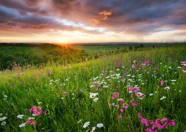 Flowers on the mountain field during sunrise. Beautiful natural landscape in the summer time stock photo