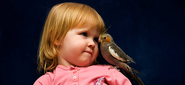 istock Pet Cockatiel on Her Shoulders 93147968