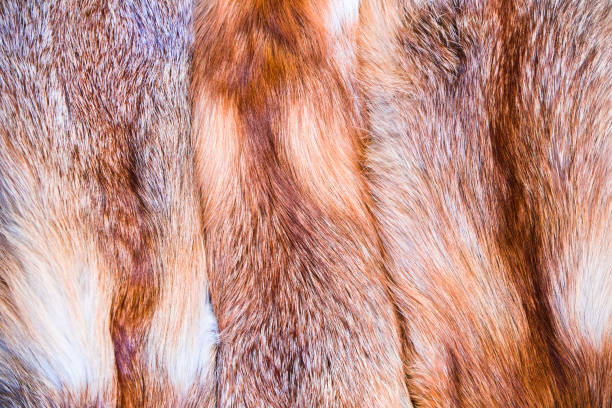 istock Red fox skin. Fox fur with pied beautiful hairs 931480854