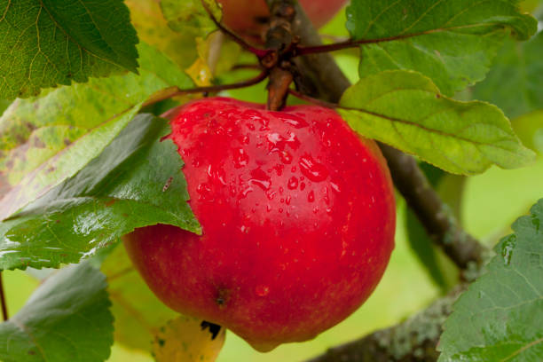 istock Red apples growing on tree after rain on green leaves background. 931480888
